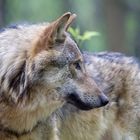 Ein Eurasischer Wolf im Profil
