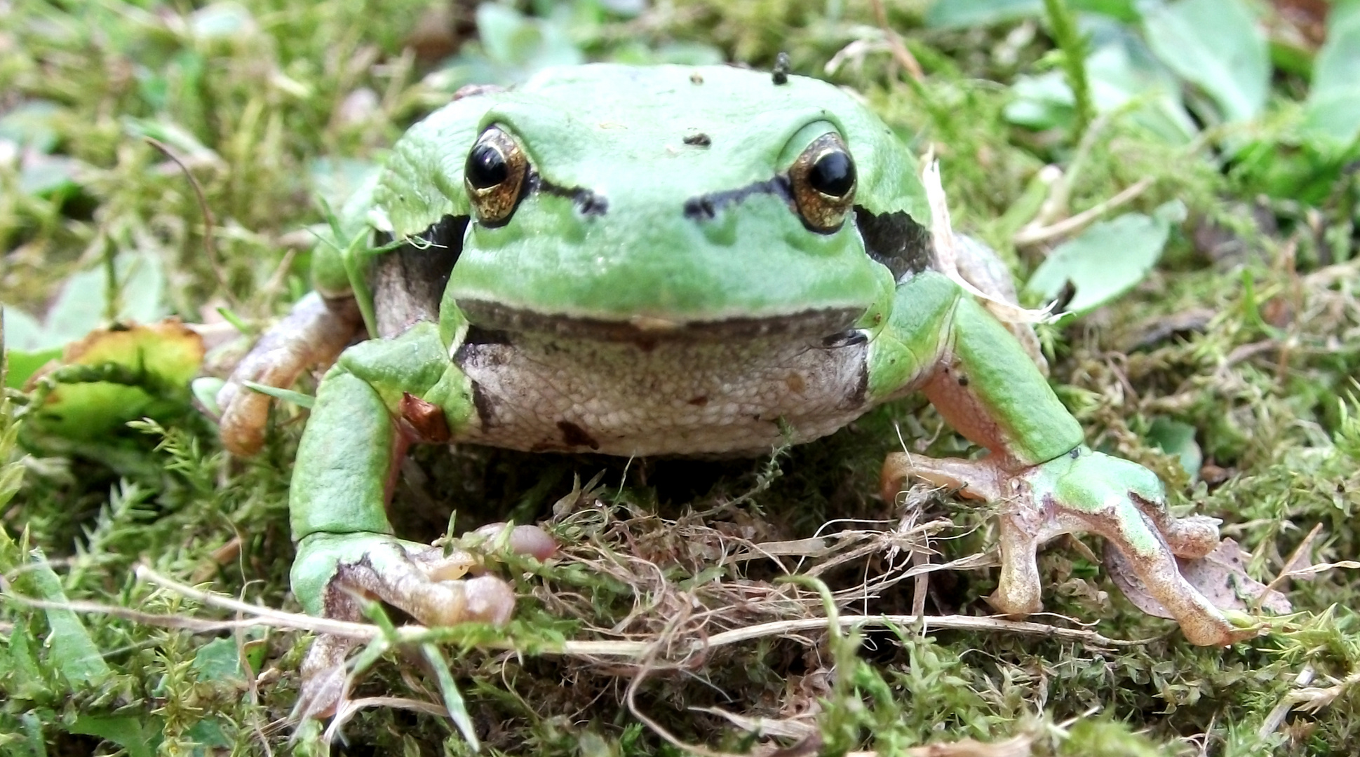 Ein Europäer auf meiner Wiese :-)