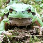 Ein Europäer auf meiner Wiese :-)