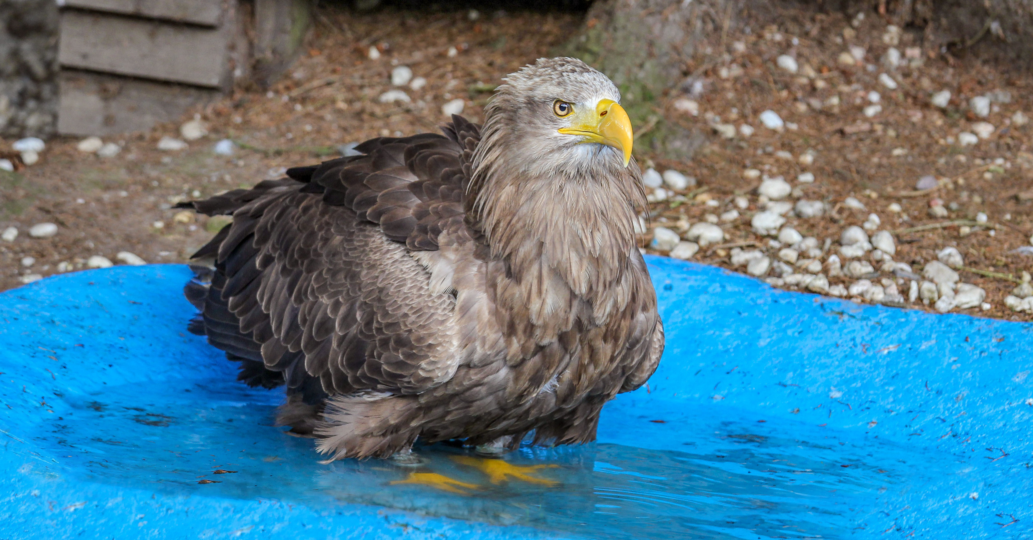  Ein Europäischer Seeadler beim baden.