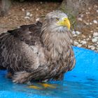  Ein Europäischer Seeadler beim baden.