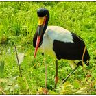 Ein Exot im Vogelpark