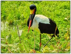 Ein Exot im Vogelpark