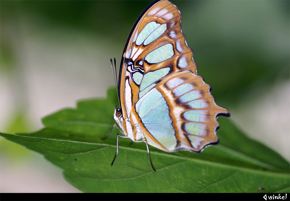 Ein exotischer Schmetterling