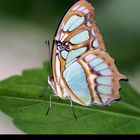 Ein exotischer Schmetterling