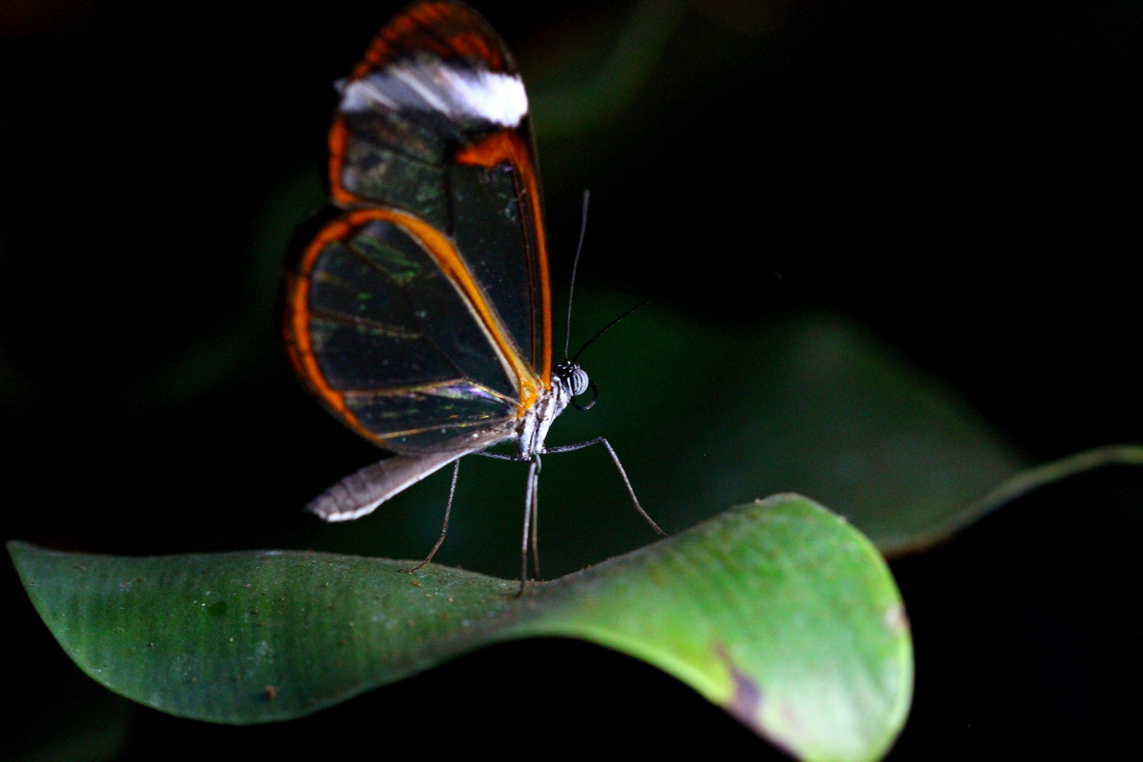 Ein exotischer Schmetterling im Schmetterlingshaus