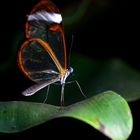 Ein exotischer Schmetterling im Schmetterlingshaus