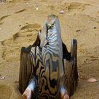 ein fabeltier am strand vor westerland