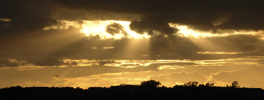 Ein Falke am Horizont