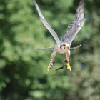 Ein Falke auf der Greifvogelshow im Eldorado-Park bei Templin