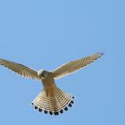 Ein Falke auf der Jagd