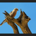 Ein Falke auf uraltem Geäst