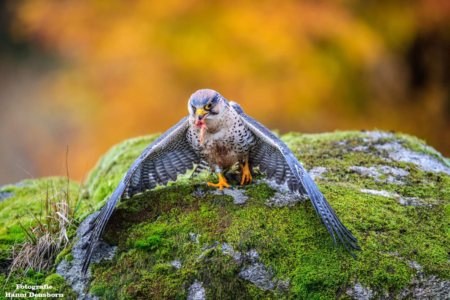 Ein Falke beim fressen seiner Beute