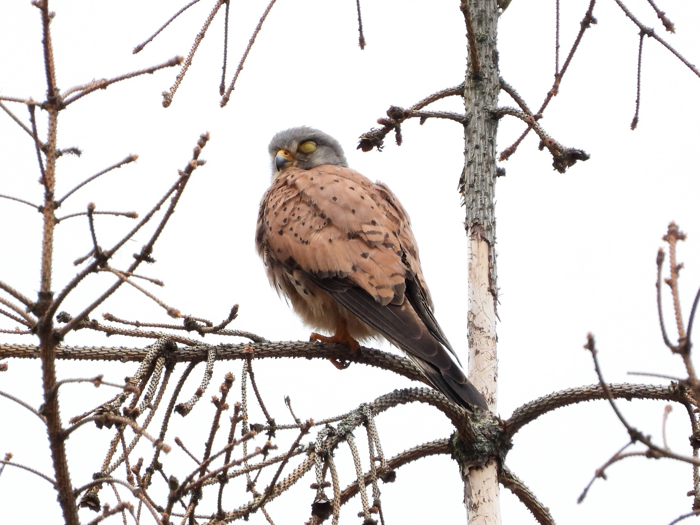 Ein Falke beim Mittagsschlaf !