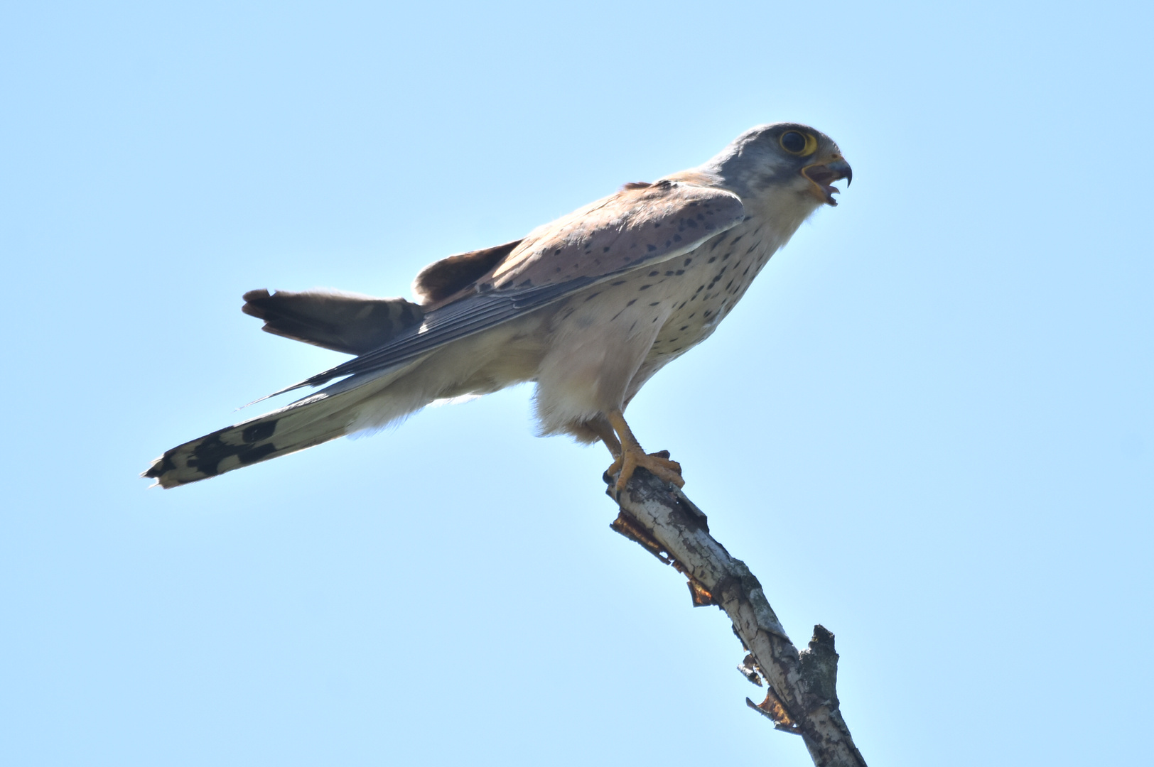 Ein Falke hechelt