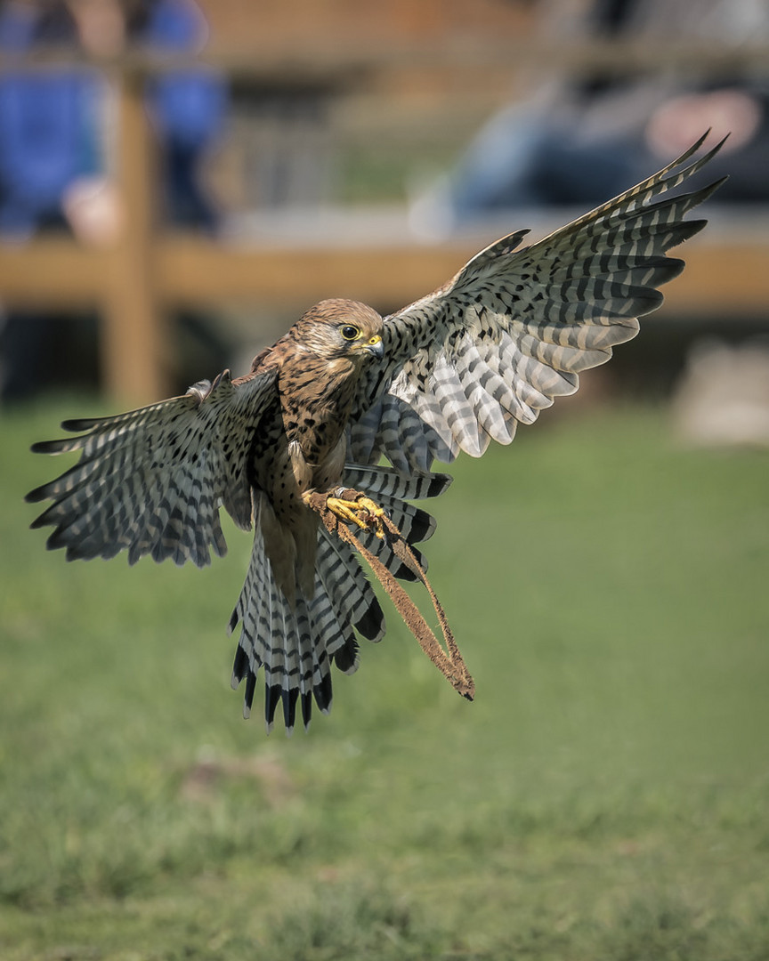 Ein Falke im Anflug