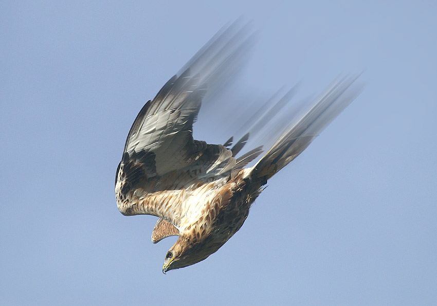 Ein Falke im Sturzflug