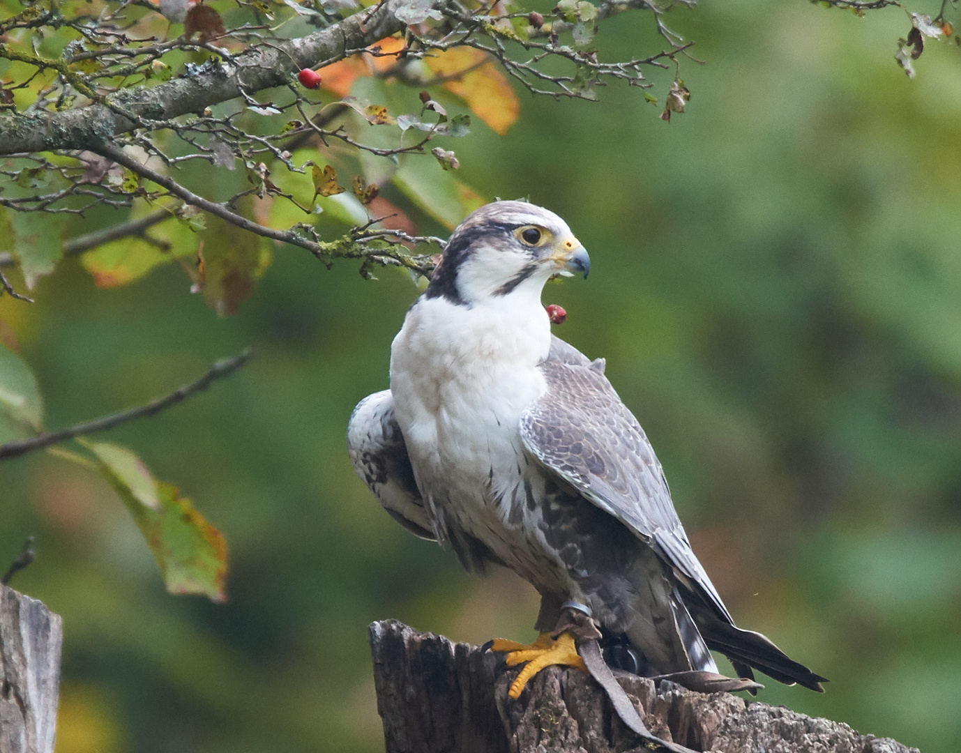 Ein Falke im Wildpark Bad Mergentheim 