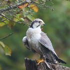 Ein Falke im Wildpark Bad Mergentheim 