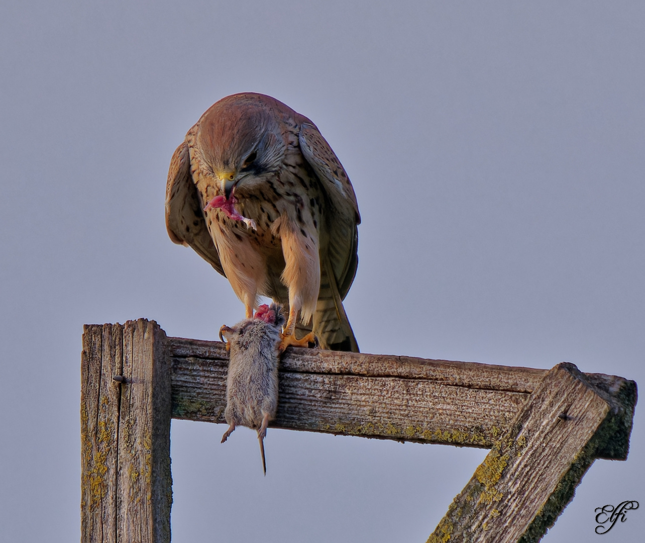 Ein Falke mit seinem Sonntagsbraten. Nichts für schwache Nerven !!!