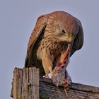 Ein Falke mit seinem Sonntagsbraten. Nichts für schwache Nerven !!!