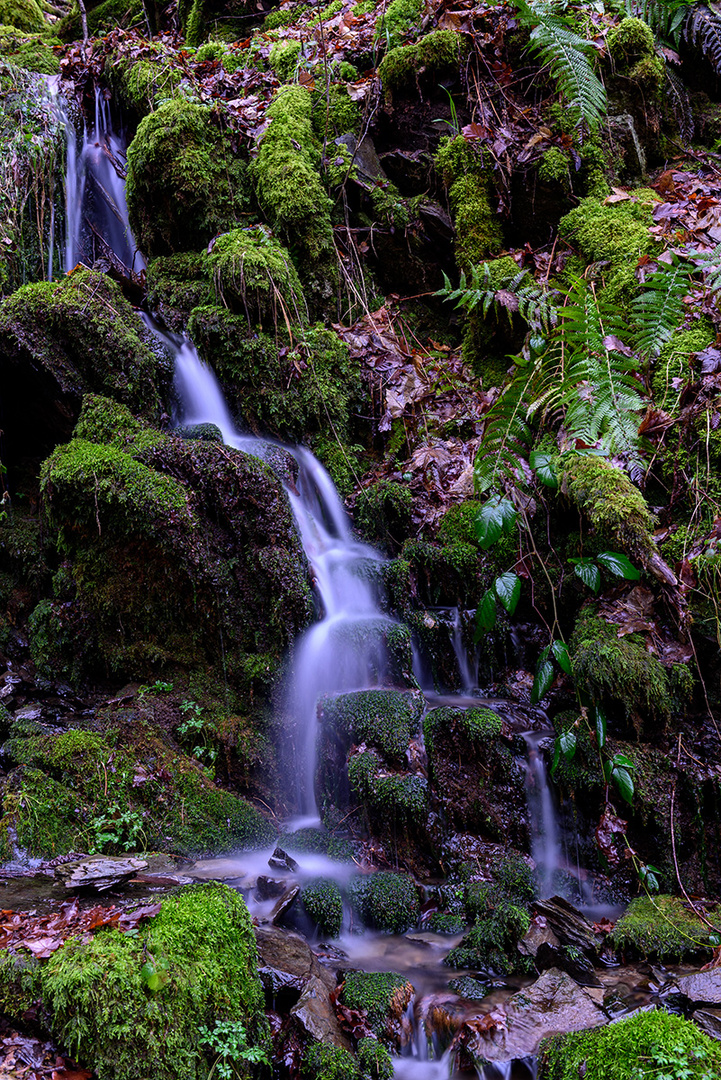 Ein Fall für Bach