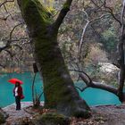 Ein Fall für die Frau den Schirm und den Baum