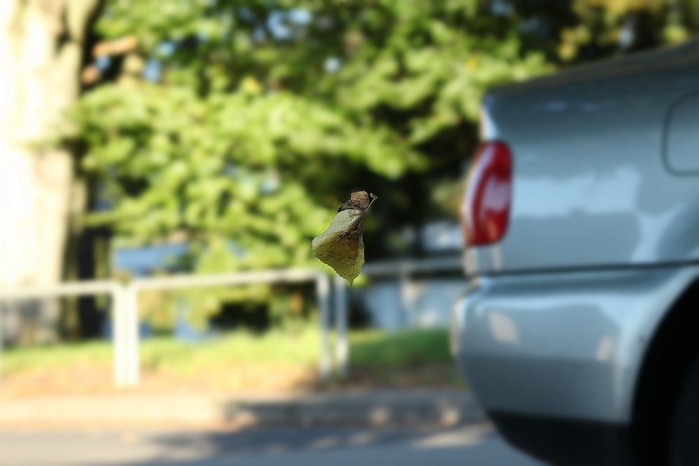 ein fallendes Blatt, Teil 2