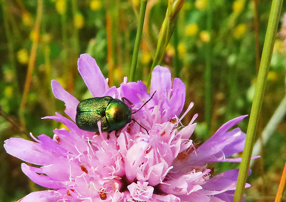 Ein Fallkäfer