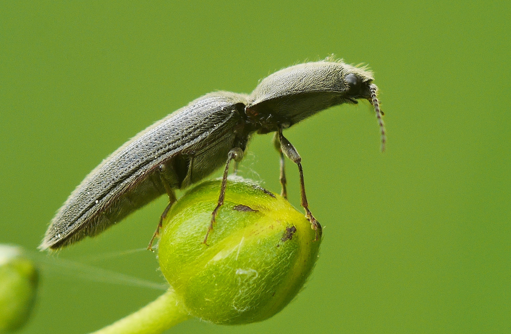 Ein Fallkäfer? Nee, ein Schnellkäfer (aber auch der lässt sich fallen, wenn man ihm zu nahe kommt)