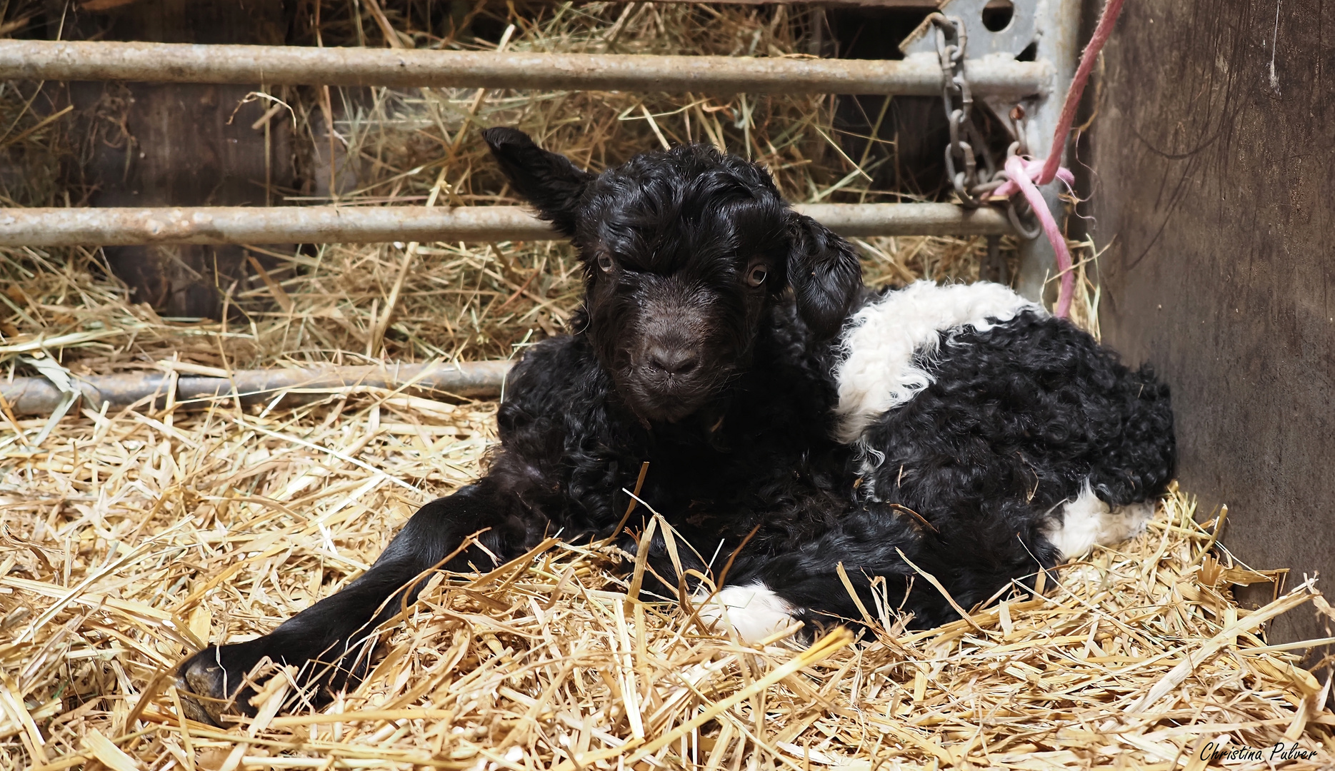 ein falsches Böckli und Foto & Bild tiere, haustiere, nutztiere