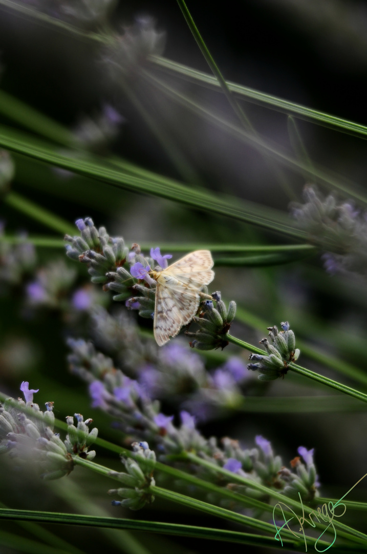 Ein Falter am Lavendel naschen