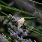 Ein Falter am Lavendel naschen