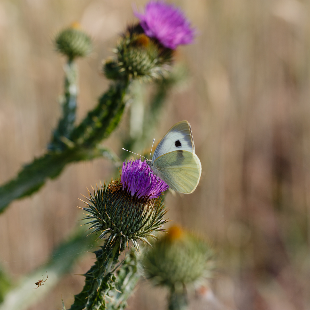 Ein Falter auf ner Distel