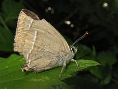 Ein ...falter - der Zipfel ist nämlich ab. Eichenzipfelfalter (Zephyrs quercus)