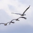 Ein Familienflug