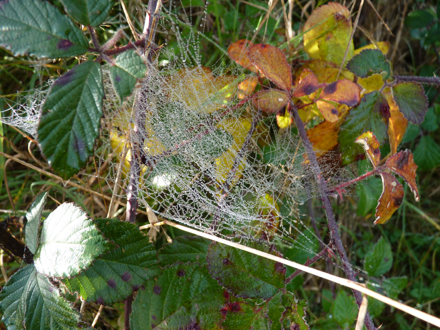 ...ein "Fangnetz" im Herbst nach Regen ....