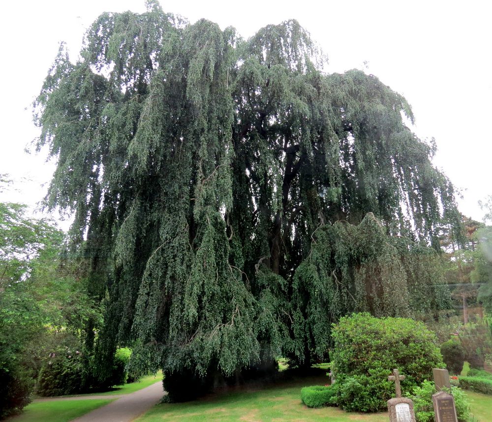 Ein fantastischer Baum