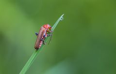 "Ein Farb- tupferl in der Wiese....."