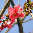 Ein farbenfroher Frühling