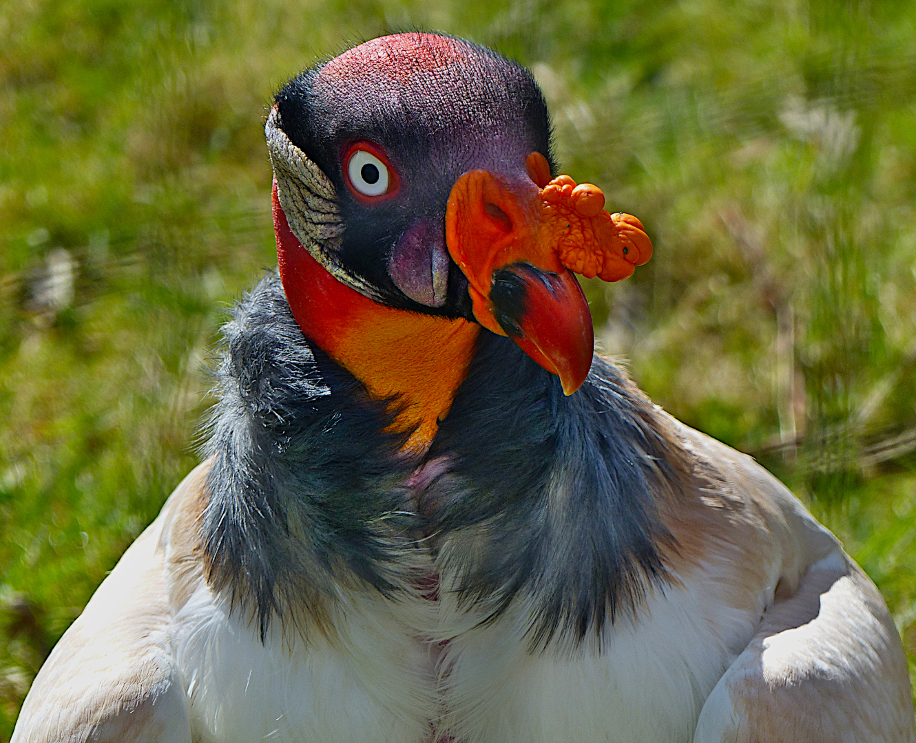 Ein farbenfroher Geselle