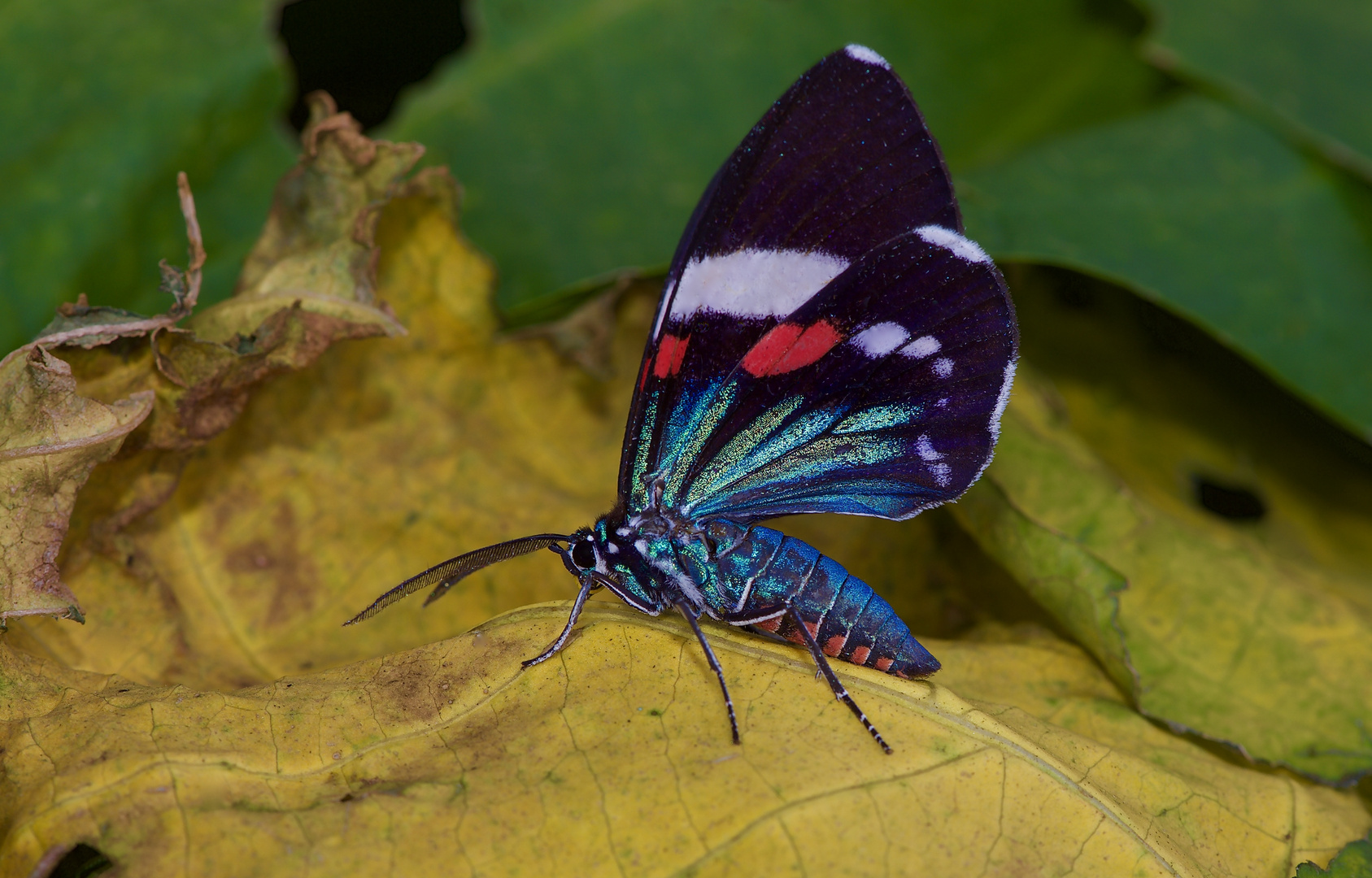 Ein farbenfroher Nachtfalter aus dem Nebelwald von Panama