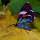 Ein farbenfroher Nachtfalter aus dem Nebelwald von Panama