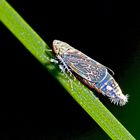 Ein farbenfroher Winzling, eine Bunte Graszirpe (Errastunus ocellaris). *