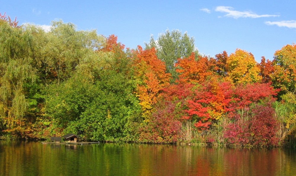 ein Farbenmeer des Herbstes