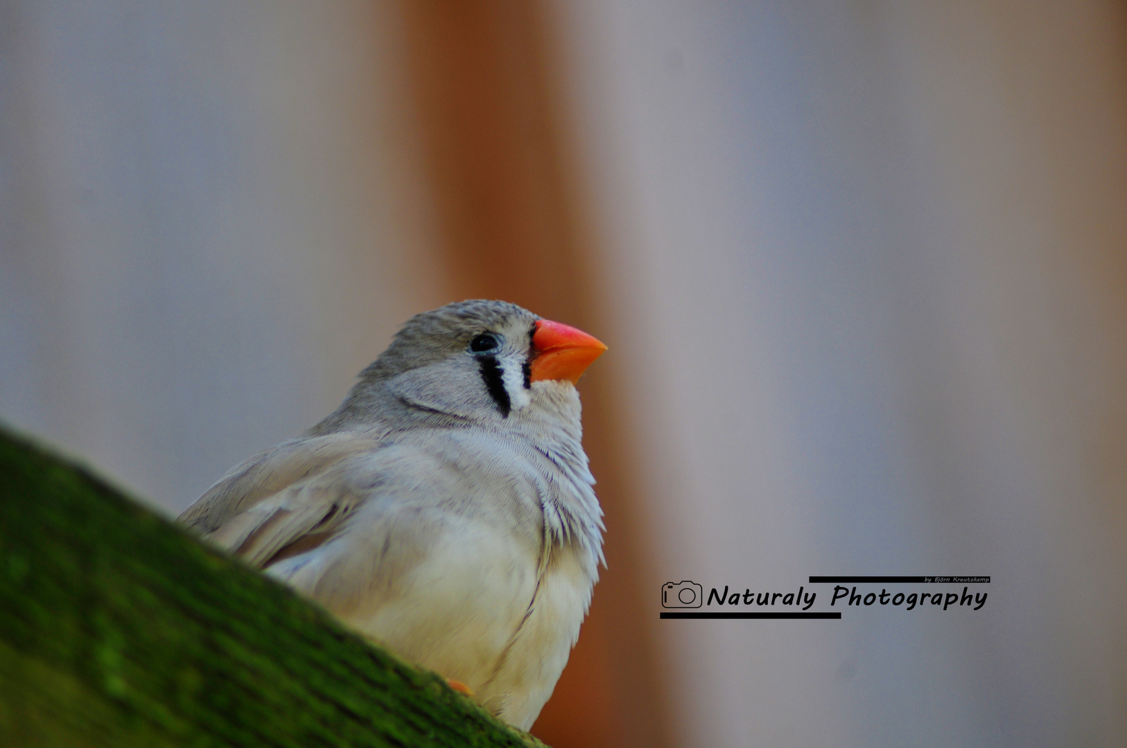 Ein Farberlebnis bei diesem kleinen Vogel