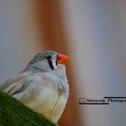 Ein Farberlebnis bei diesem kleinen Vogel