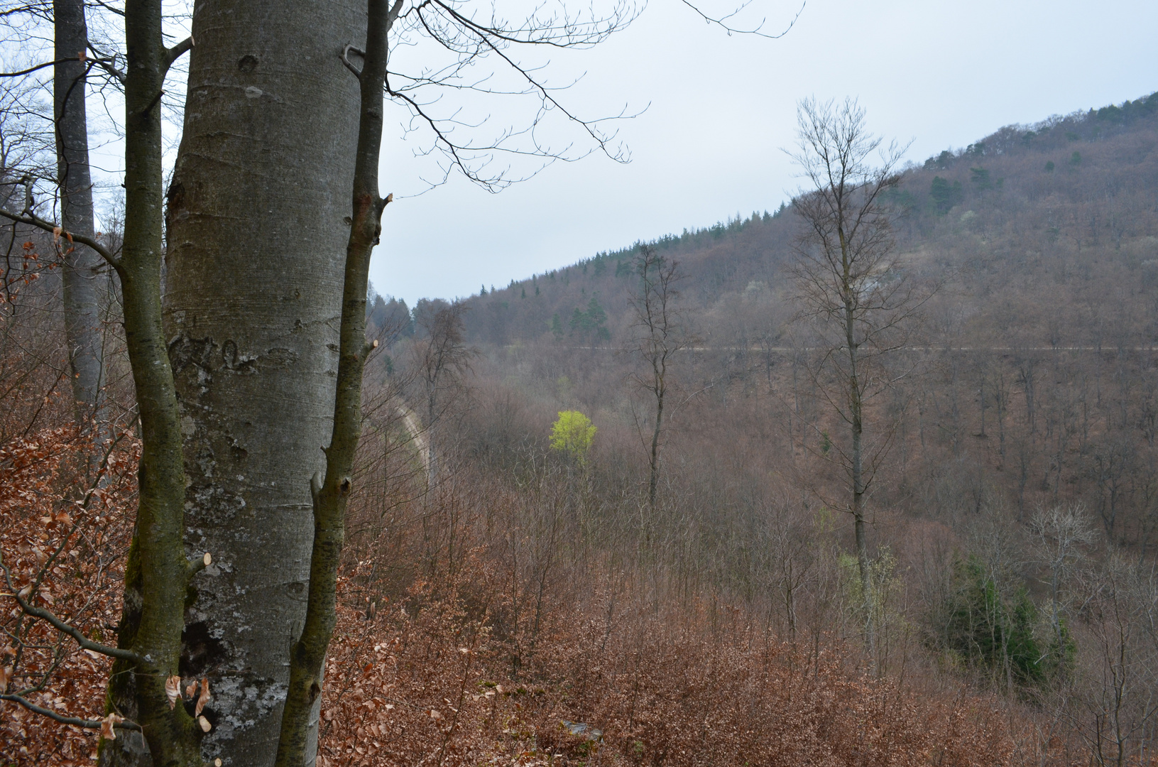 Ein Farbfleck im kahlen Wald