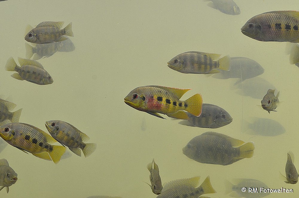 Ein Farbklecks im trüben Wasser