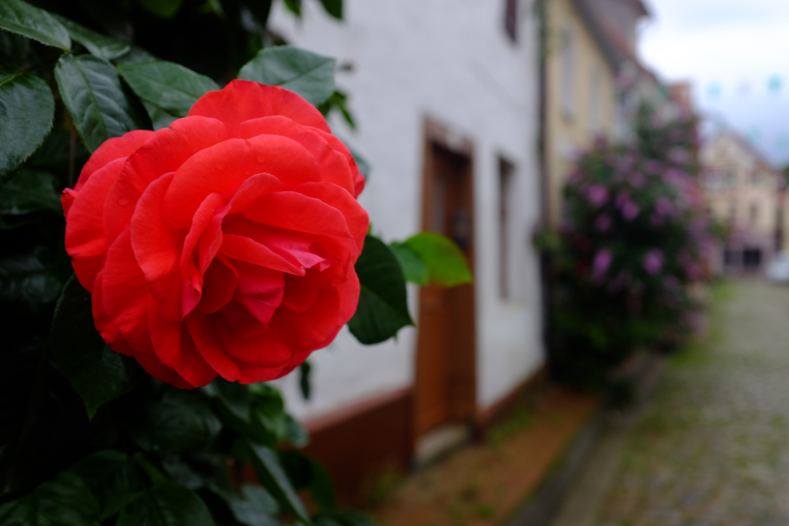 Ein Farbklecks in der Altstadt